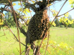 swarm of bees clustered around a tree