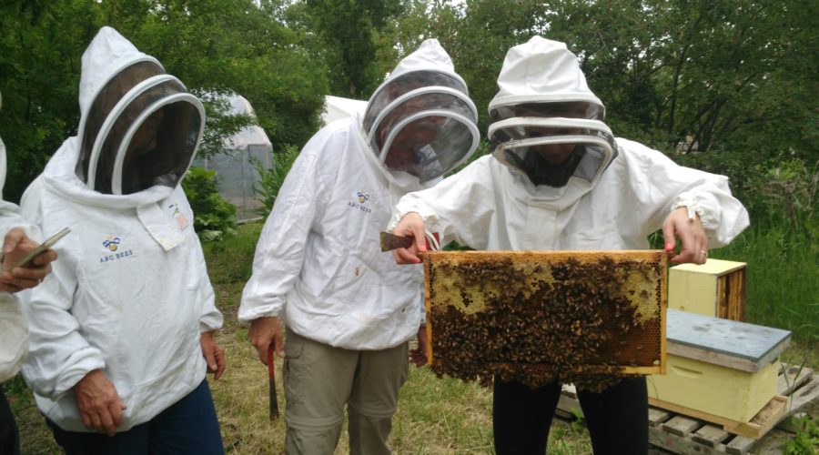learn how to beekeep