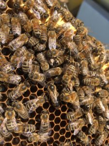 frame of honey bees and a queen bee