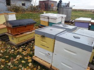 Compressed hives going into winter