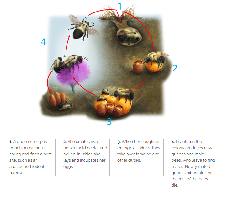 illustratuib if bumblebees going through the bumblebee lifecycle
