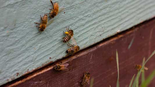 LEARN MORE ABOUT THE ARMCHAIR BEEKEEPER SERIES