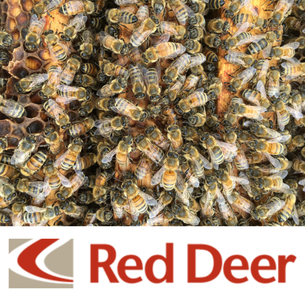 This is for pickup of Nucs in Red Deer on June 5th, 2022.
This is our 14th year of the program and partnership with Bill. Since 2009 we have been bringing in honey bees from in Sweetacre Apiaries.  Bill Stagg has been beekeeping and producing queens and colonies of bees since 2005. Bill recently took over John Gates queen breeding operation and is expanding his queen production to 1000 queens this year. An innovative and responsible beekeeper, Bill provides quality nucleus colonies with Canadian reared and selected genetic stocks.

Delivery June 5th to Red Deer.

Fees for 2022

HONEY BEE NUCS: $260
5-F WOODEN NUC BOX (YOU KEEP): $22.50
TRANSPORTATION: $12.50
MANAGEMENT FEE*: $30
TOTAL COST PER NUC: $325