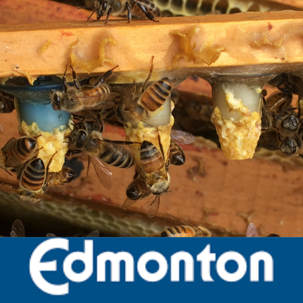 This is for pickup of Nucs in Edmonton on June 5th, 2022.
This is our 14th year of the program and partnership with Bill. Since 2009 we have been bringing in honey bees from in Sweetacre Apiaries.  Bill Stagg has been beekeeping and producing queens and colonies of bees since 2005. Bill recently took over John Gates queen breeding operation and is expanding his queen production to 1000 queens this year. An innovative and responsible beekeeper, Bill provides quality nucleus colonies with Canadian reared and selected genetic stocks.

Delivery June 5th to Edmonton.

Fees for 2022

HONEY BEE NUCS: $260
5-F WOODEN NUC BOX (YOU KEEP): $22.50
TRANSPORTATION: $12.50
MANAGEMENT FEE*: $30
TOTAL COST PER NUC: $325