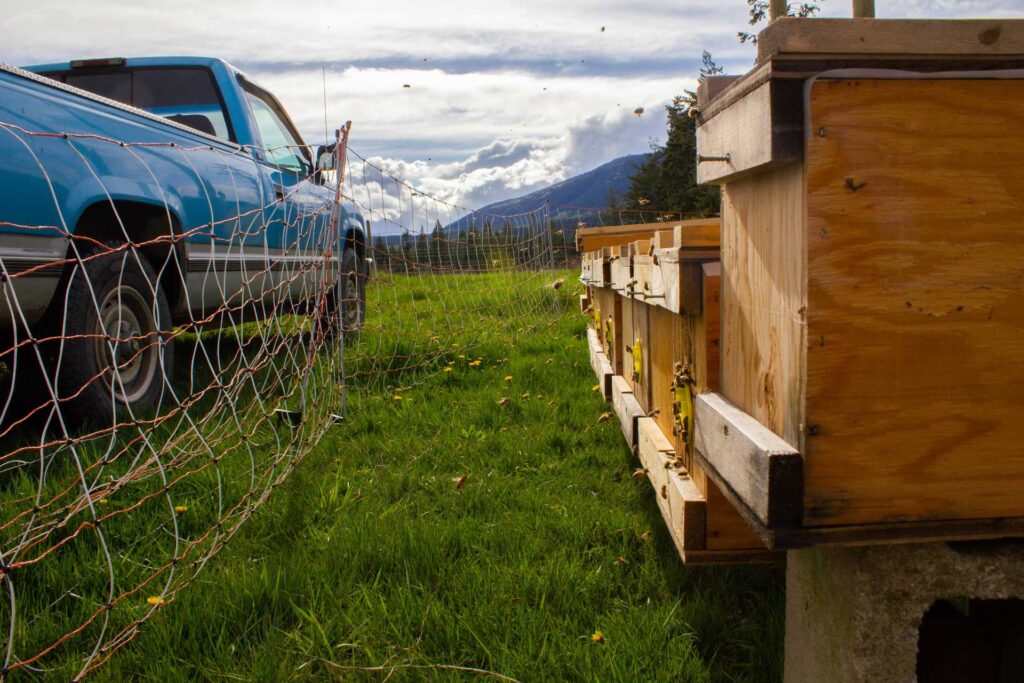A checklist of questions to ask a honey bee retailer before purchasing bees from them.