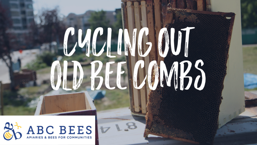 ABC Bees cycling out old bee comb