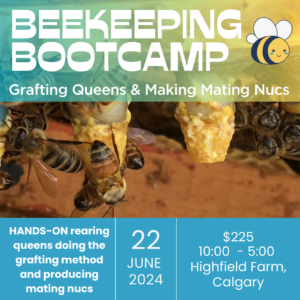 Beekeeping Bootcamp: Grafting Queens & Making Mating Nucs